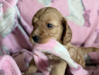 skye
