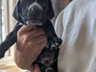 Puppy