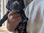 puppy