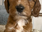 dolly