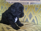 puppy