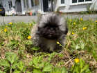 Puppy