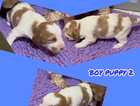 Puppy