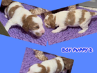 puppy