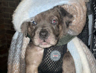 puppy