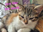 Kitten