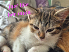 kitten