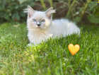 Kitten