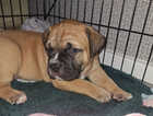 Puppy