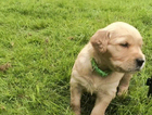 puppy