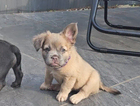 puppy