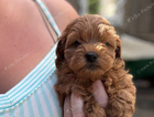 puppy