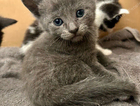 kitten