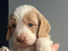 Puppy