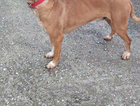 Two missing dogs lost on The Velvet trail one is vulnerable