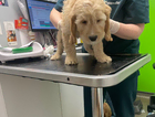 puppy