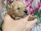 puppy