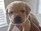 puppy