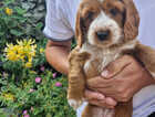 Puppy