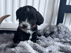 puppy