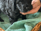 puppy