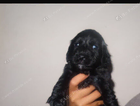 puppy