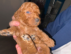 puppy
