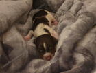 puppy