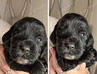 puppy