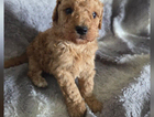 puppy