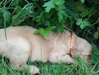 puppy