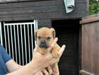Puppy