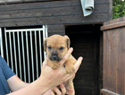 puppy