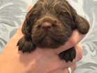 Puppy