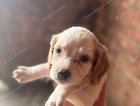 puppy