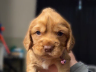puppy