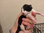 Kitten