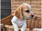 Puppy