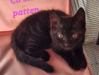 kitten