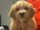 puppy