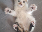 kitten