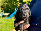 Puppy