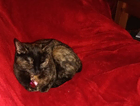 Missing cats from Bankhead Road