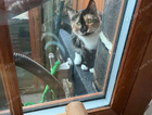 Lost cat in Haworth