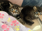 kitten