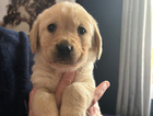 puppy