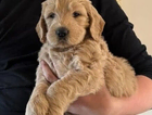 remi