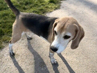 Missing Beagle