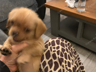 puppy  rose