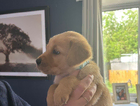 puppy